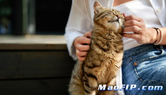 猫传腹和腹腔积液的诊断不同