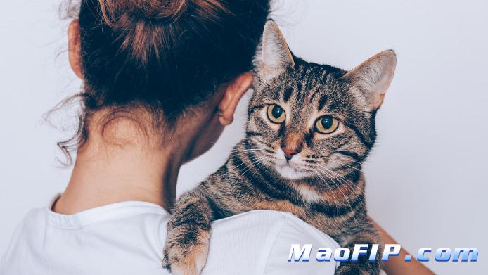 小奶猫会得猫传腹吗