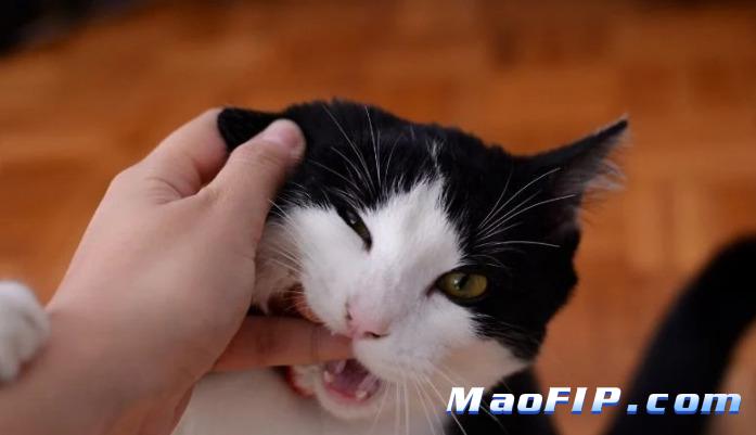 猫传染性腹膜炎怎么得的病毒