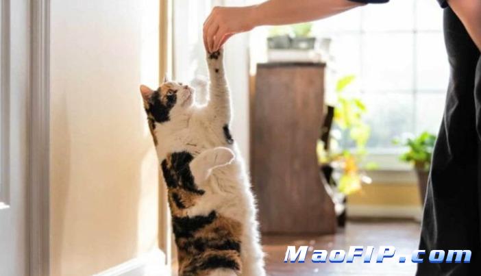 猫传腹治好的可能性