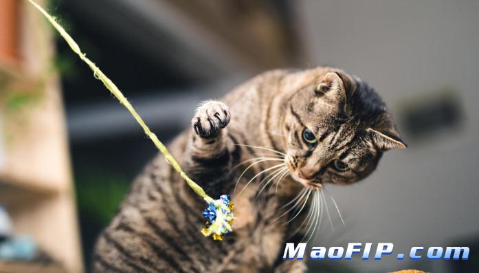 猫传腹不管会怎么样