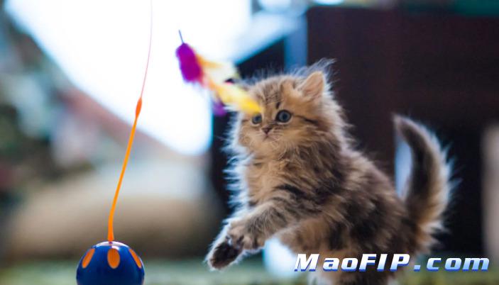 猫传染性腹膜炎好治吗多少钱