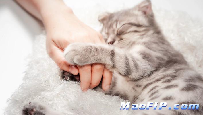 猫传染性腹膜炎治愈率为多少啊