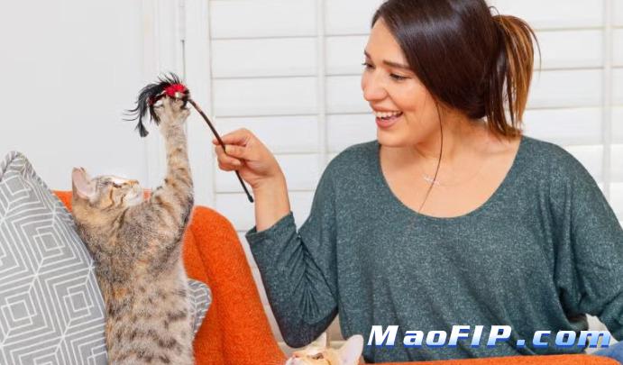 猫传染性腹膜炎诊断流程