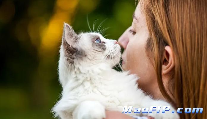 猫得了猫传腹怎么办