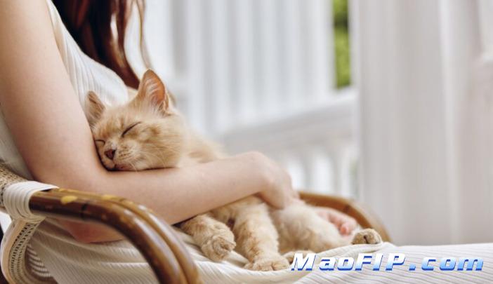 猫传腹能彻底治愈吗