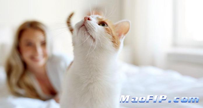 猫传腹有多大几率能治好