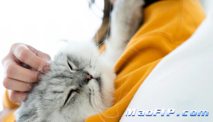 猫咪状态异常多久要警惕传腹