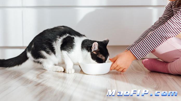 治疗猫传腹的441多少钱一支