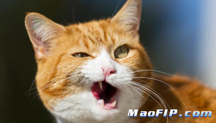 猫传染性腹膜炎的诊断与治疗方法