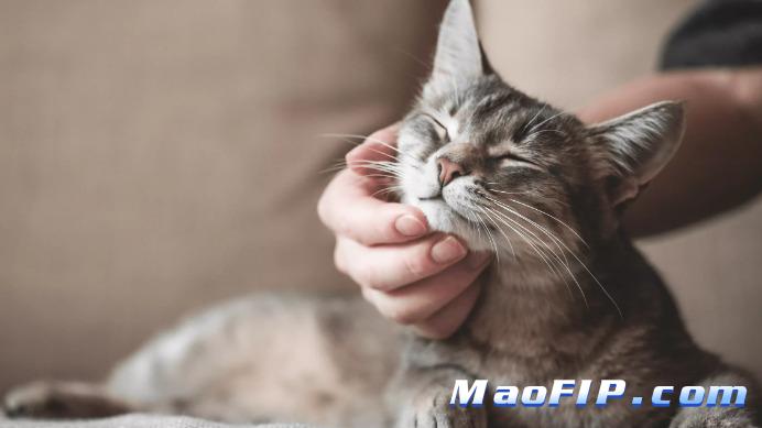 猫传腹(FIP)打了441没有好转