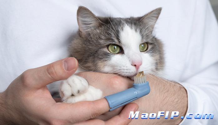 猫传腹最初症状