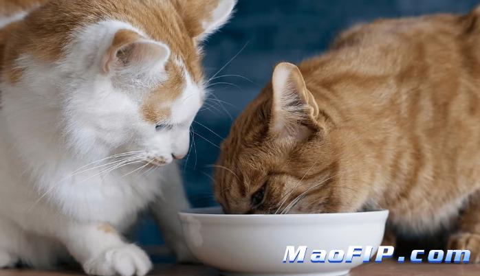 猫传染性腹膜炎能治好吗