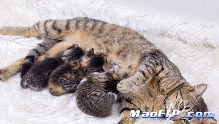 猫怎么预防猫传腹