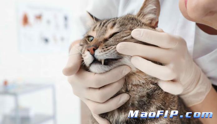 441猫传腹针剂副作用