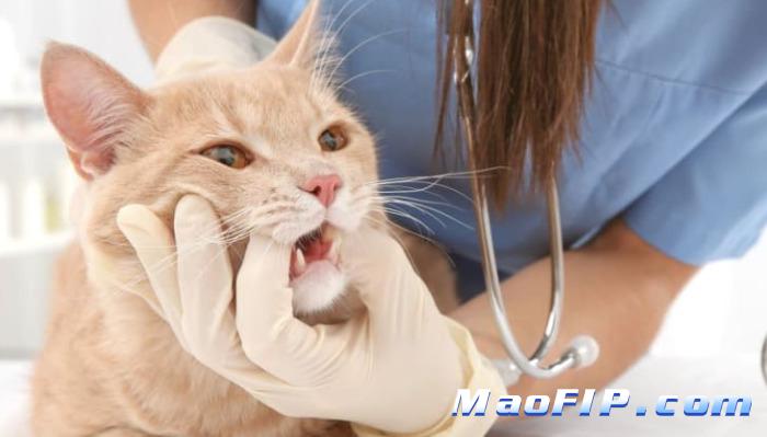 干性猫传染性腹膜炎(FIP)前期最明显的症状