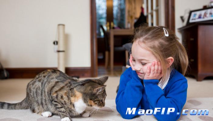 猫传染性腹膜炎的诊断与治疗