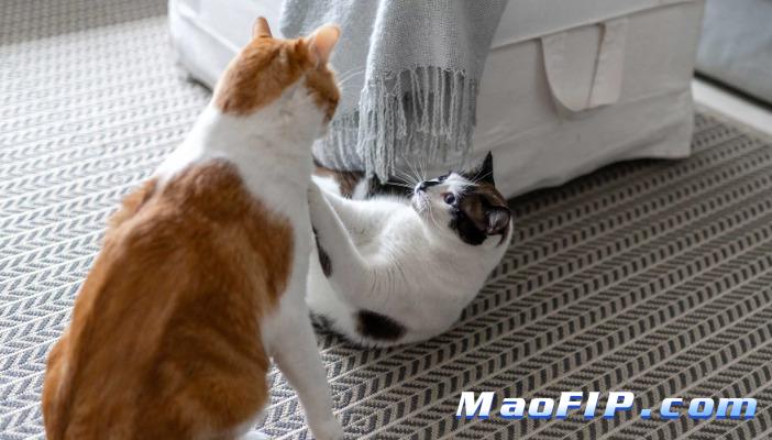 猫传腹能治愈么