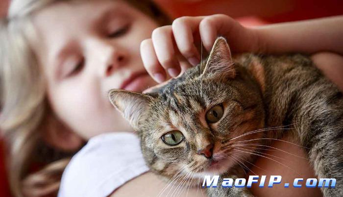 干性猫传腹需要做什么检查