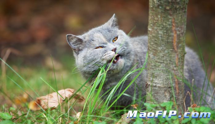 猫传腹由什么引起的