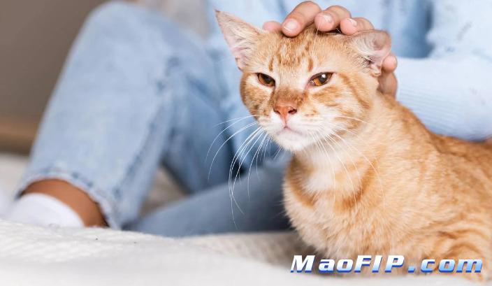 猫传染性腹膜炎治愈后还能活几年