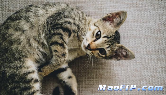 猫咪应激反应大怎么避免传腹