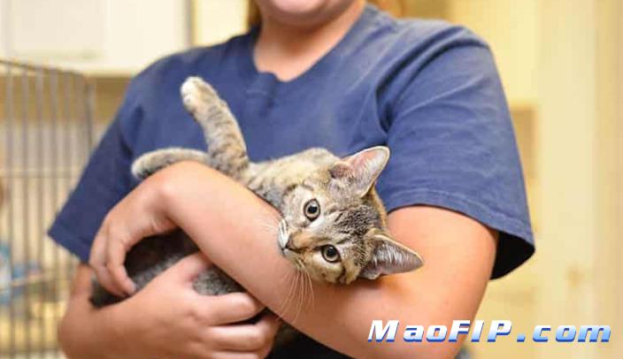 猫传腹针剂441次日达