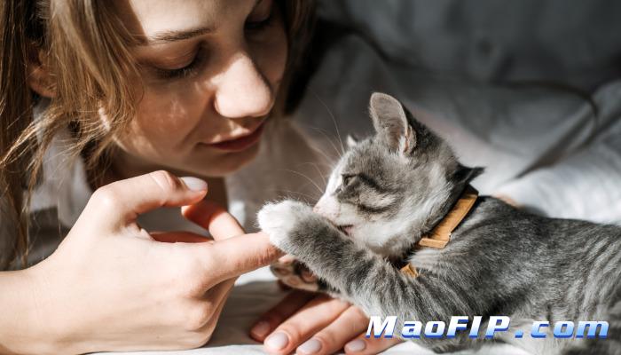 441猫传腹针剂是什么成分