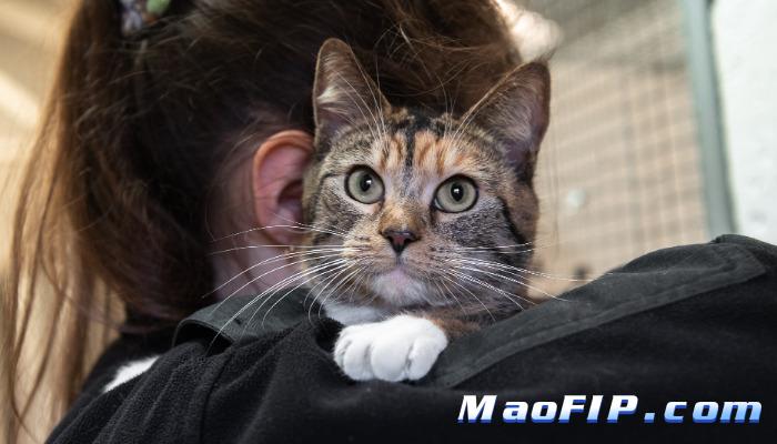 猫传腹会不会反复低烧