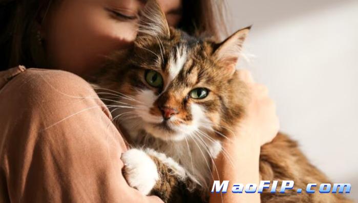 猫传染性腹膜炎(FIP)用的441是什么药