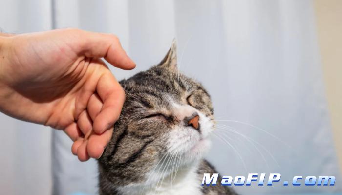 猫传腹预防从什么时候开始最好