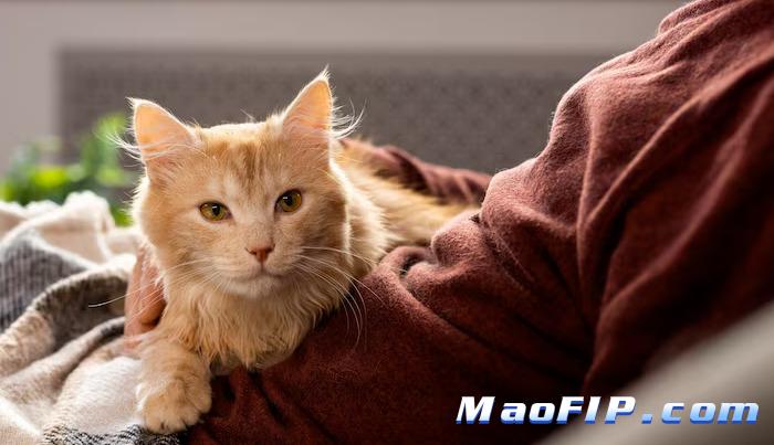 猫传腹对猫咪生活质量的影响