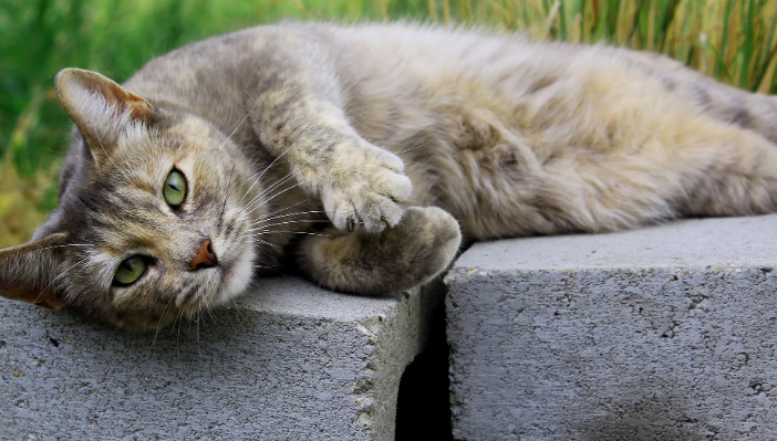 猫咪怎么避免感染传染性腹膜炎