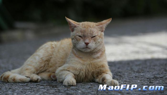 猫传腹一般要撑多久