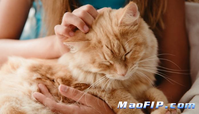 猫传染性腹膜炎病猫需要隔离吗