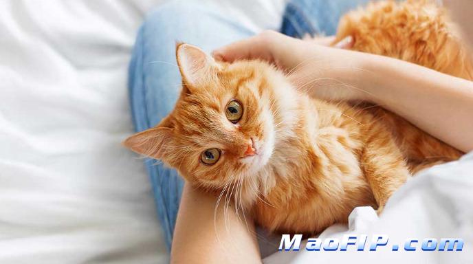 猫传腹411多少钱一针