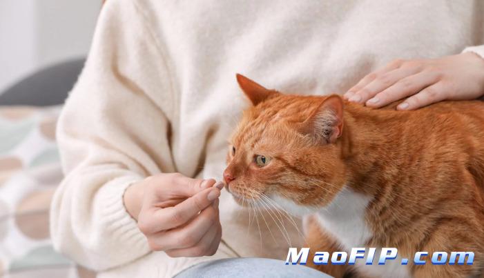 干性猫传腹有什么症状