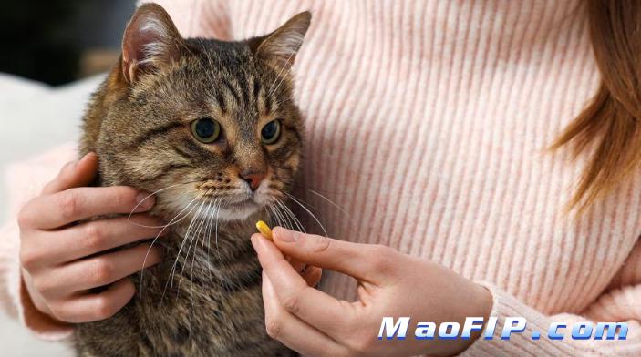 猫传腹治疗需要复查哪些指标