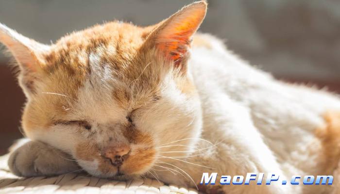 猫传腹最省钱治疗方法