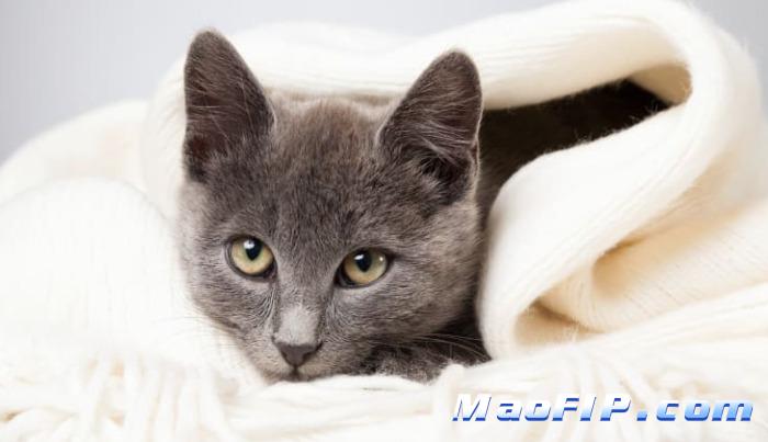 猫传腹什么症状代表好转