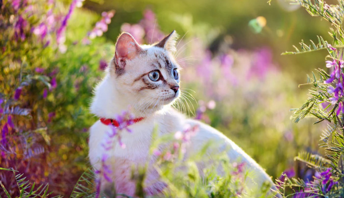 猫传腹用药期间还要不要吃保肝药