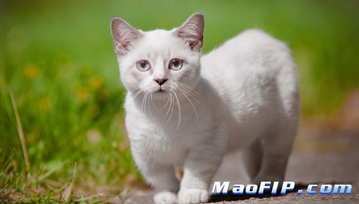 猫传腹如何确诊