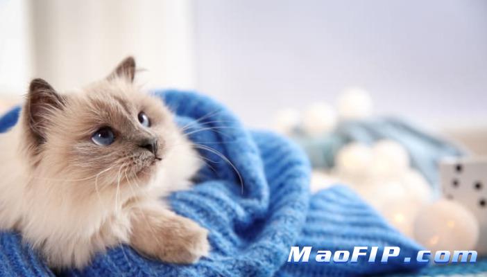 猫传腹治好还会复发么