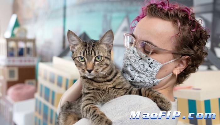 治疗猫传腹需要花多少钱