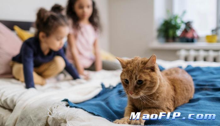猫传腹(FIP)如果不治疗会怎么样