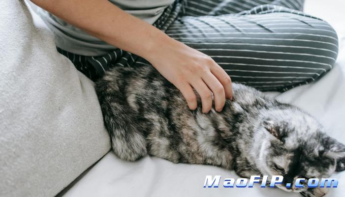 GS-441524猫传腹是什么药