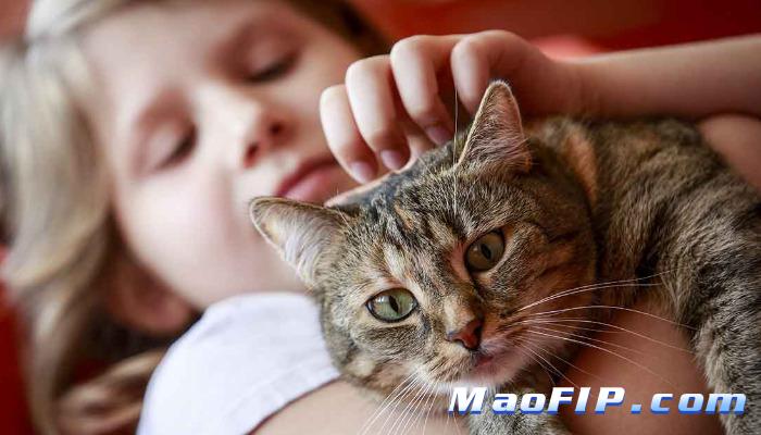 猫传腹的临床症状分型