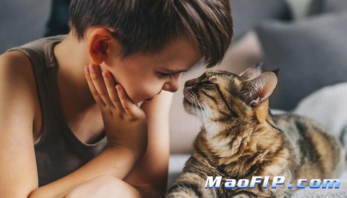 猫传腹用药期间可以吃零食吗