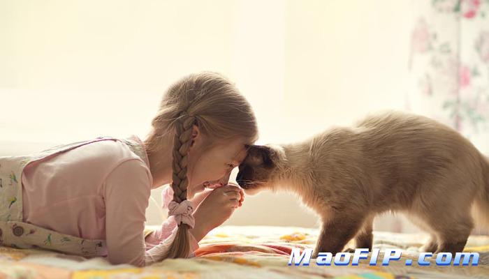 猫传腹从轻微到严重要多久