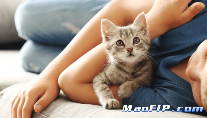 猫传腹的肾脏损伤表现